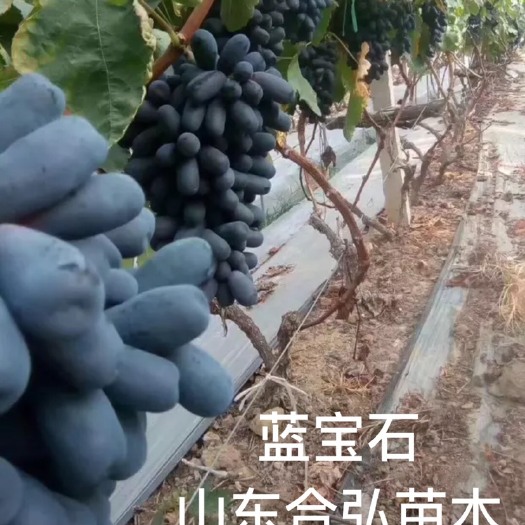 平邑县蓝宝石蓝莓苗 所销售的每一棵果苗都是现挖现卖 每一棵根保湿沾泥浆包存活死苗