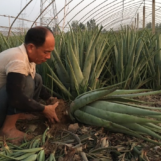  美国库拉索芦荟种植基地