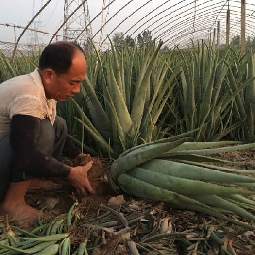 周口 美国库拉索芦荟种植基地