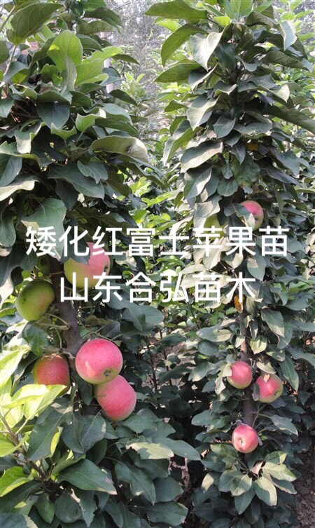 矮化短枝富士蘋果苗 紅富士蘋果