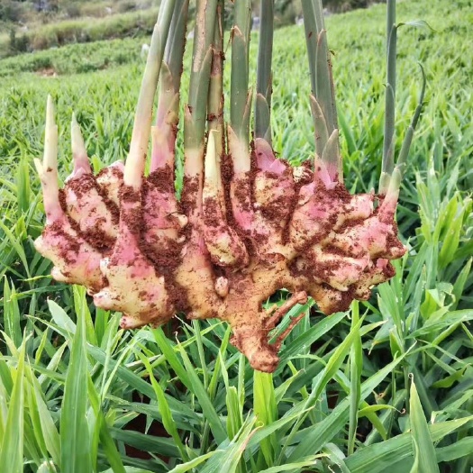 砚山县 云南精品小黄姜，红土地的