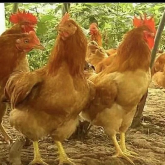 衡阳快大黄鸡苗 快大黄