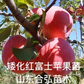 平邑县矮化短枝富士苹果苗 红富士苹果