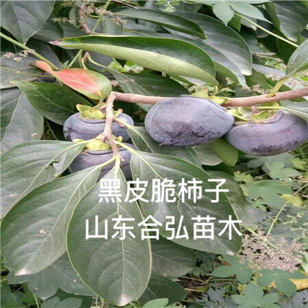 黑柿苗