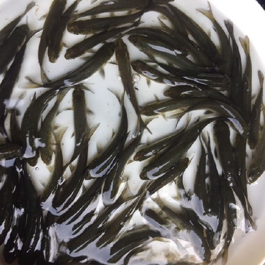 佛山 螺丝青鱼苗，生长速度快，抗病能力强，养殖户的