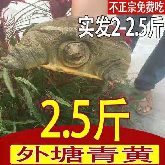  青黃甲魚水魚王八老甲團(tuán)魚假一賠十，現(xiàn)抓現(xiàn)發(fā)，不足稱包