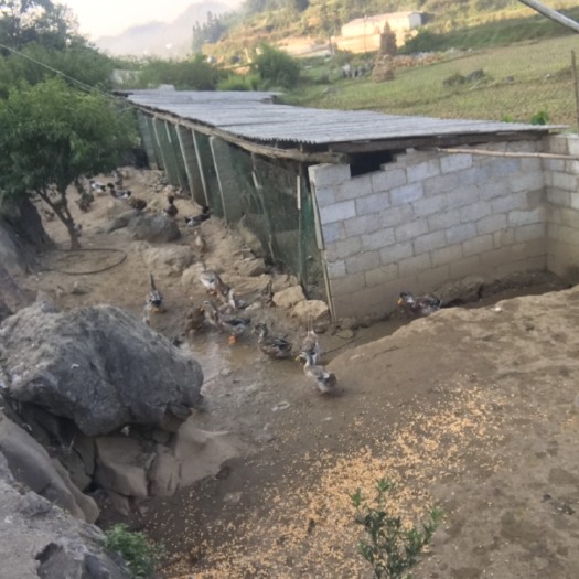 独山县 麻鸭