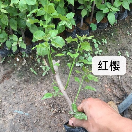 漳州 三角梅 同安红 水红 潮州红 重红国旗红等袋苗