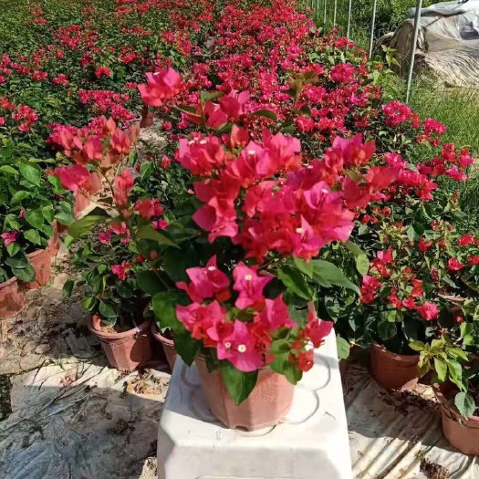 漳州 三角梅 同安红 水红 盆苗 袋苗