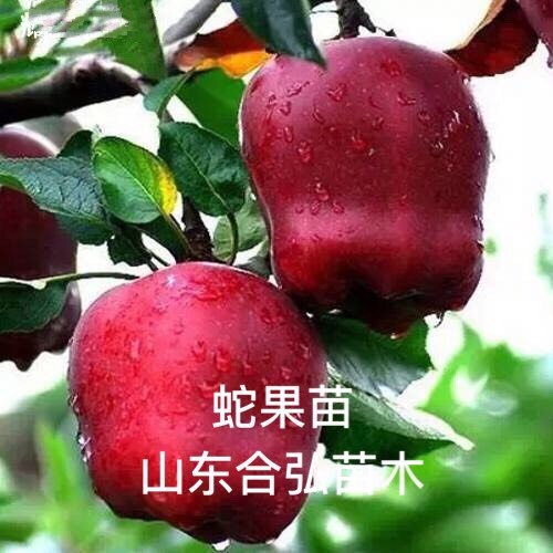 平邑县蛇果苹果苗 1~1.5米