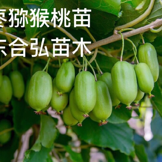 平邑县软枣猕猴桃苗 爆款软枣猕猴桃