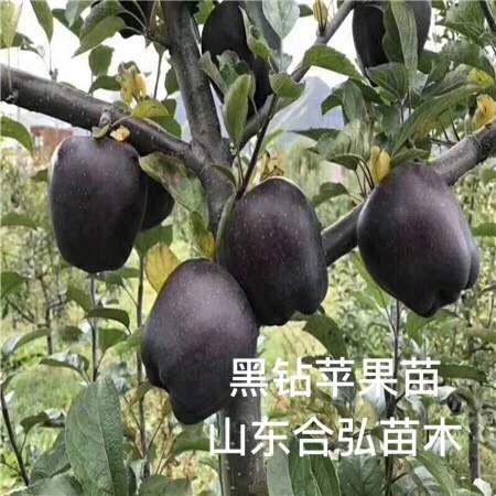 平邑县黑钻苹果树苗 黑钻苹果苗