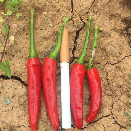 徽县小米椒 5~10cm 中辣 红色