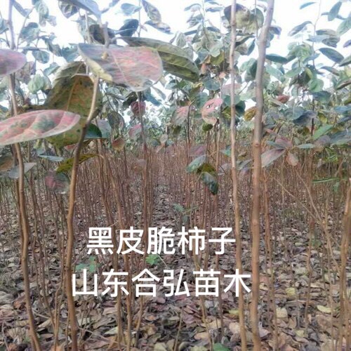 黑柿苗