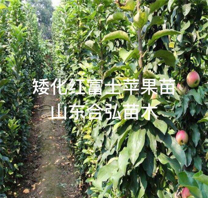 矮化短枝富士蘋果苗 紅富士蘋果