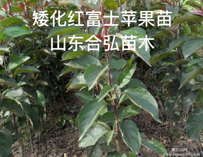 矮化短枝富士蘋果苗 紅富士蘋果