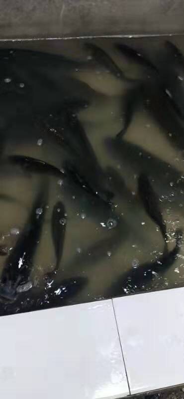 大竹县白鲢鱼 图片只是菜市场卖的，鱼都是新鲜水库鱼，价格好商量近距离可以送