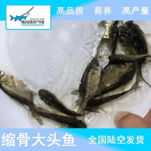 佛山 优惠优质 缩骨仙大头鱼苗  缩骨鳙鱼苗 缩骨花鲢鱼苗活体