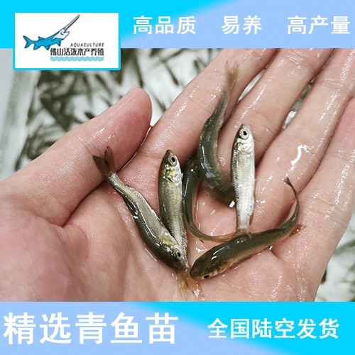 广州 黑鲩鱼苗 青鱼苗 青鱼鱼苗 黑家鲩鱼苗 螺蛳青鱼苗 