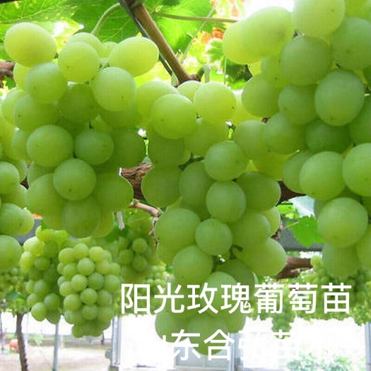 平邑县阳光玫瑰葡萄苗