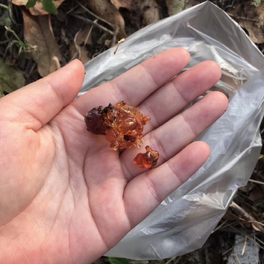 翁源县 桃胶桃胶桃胶