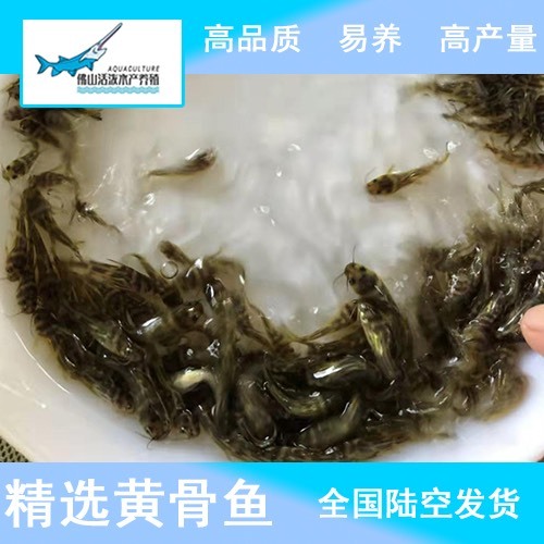 佛山 鱼苗活体、黄颡鱼苗-杂交黄骨鱼苗 100尾起拍 淡水养殖