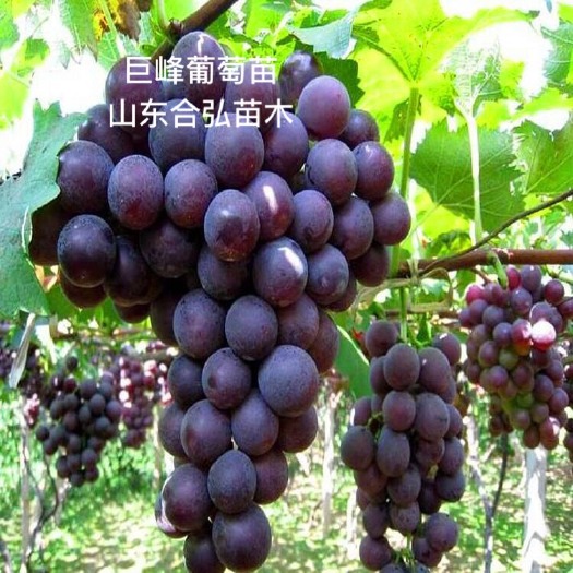 平邑县巨峰葡萄苗
