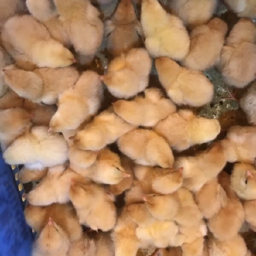 南宁 优质三黄鸡苗，一手苗