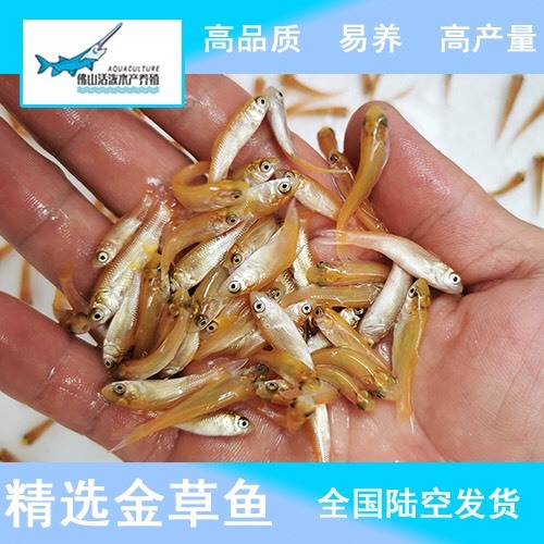 佛山 金草鱼苗，大量俄罗斯金丝魭鱼苗