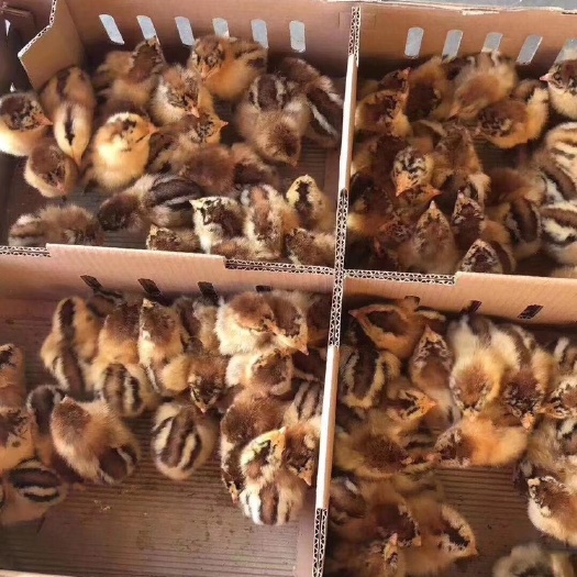 巴中土鸡苗 统货
