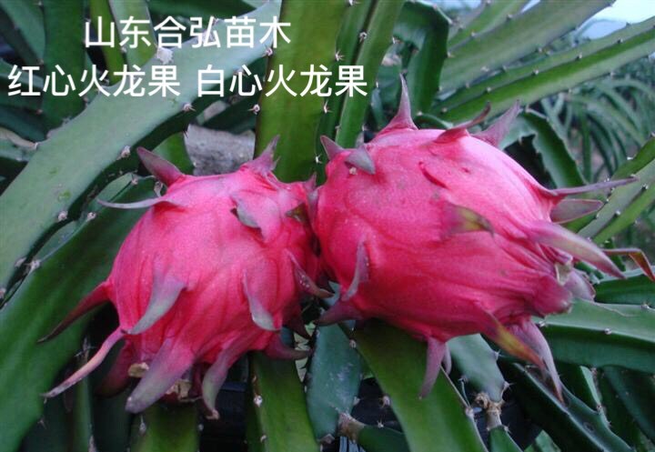 平邑县红心火龙果苗 红心火龙果品种 白心火龙果品种