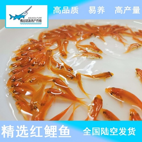 佛山 【2019爆款】红鲤鱼苗 放生红鲤鱼苗 兴国红鲤 小红鲤鱼