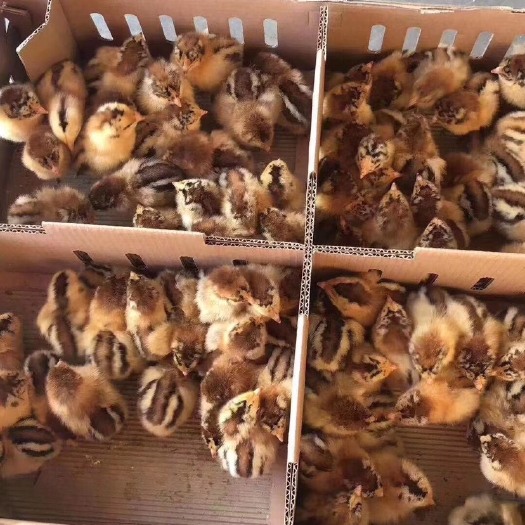 巴中土鸡苗 统货