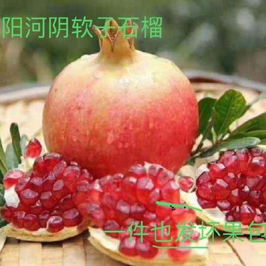 荥阳市河阴石榴 0.6 - 0.8斤