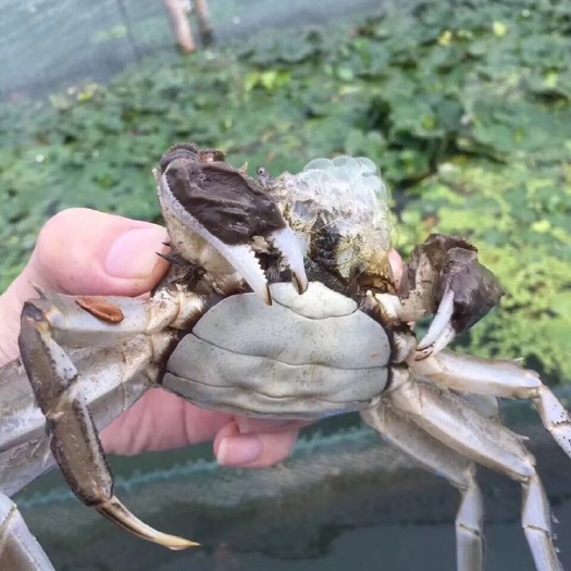 泗洪县 洪泽湖大闸蟹
