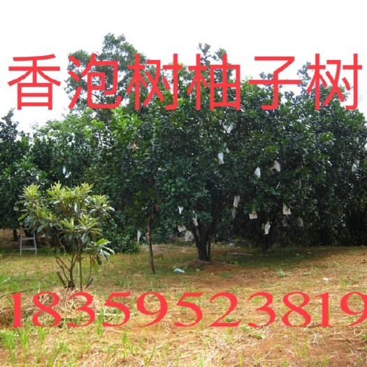 永春县福建柚子苗 香泡树工程苗木 香泡树苗农价格 柚子树基地 柚子树工程苗木！