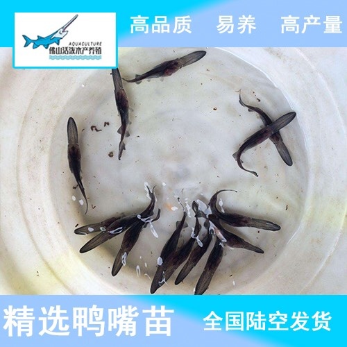 佛山鸭嘴鲟 鸭嘴鱼苗  活体淡水鱼苗  湖南广东鱼苗