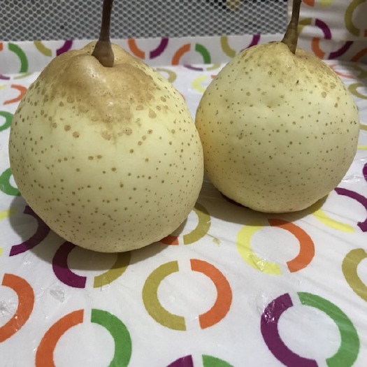 赵县 鸭梨