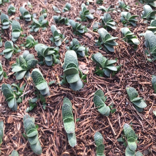  元宝多肉植物 子宝多肉植物 盆栽 盆景 基地直供 包邮