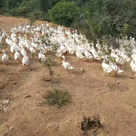 无为市 大白鹅