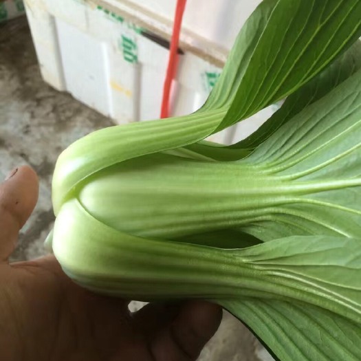 杭州 精品上海青适合包子厂用料
