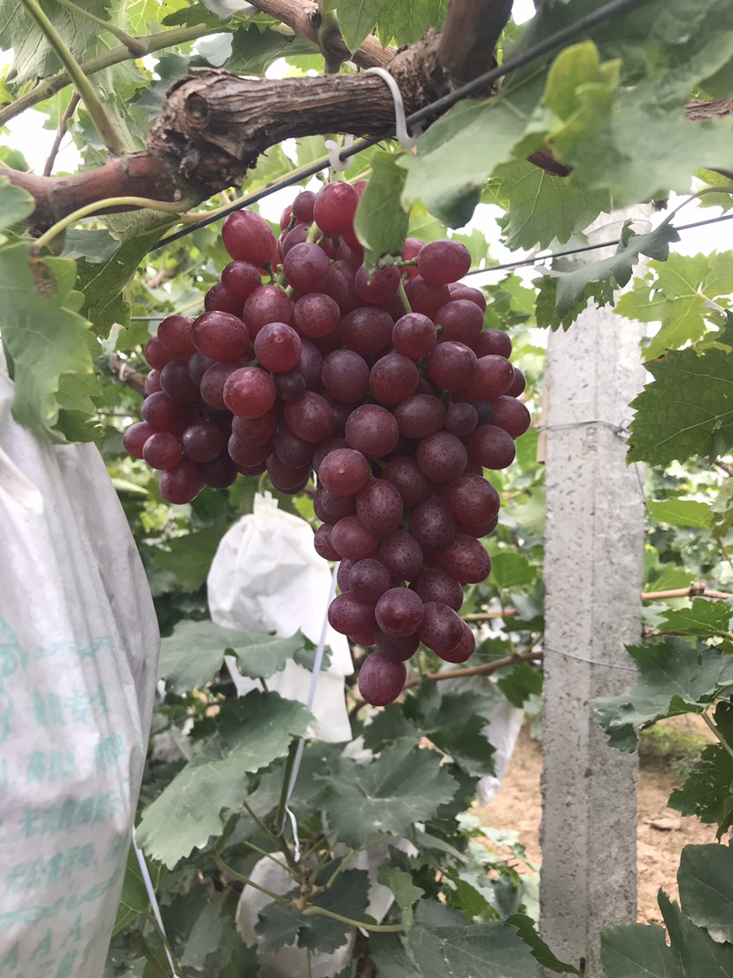 红宝石葡萄 5%以下 1次果 1.5- 2斤