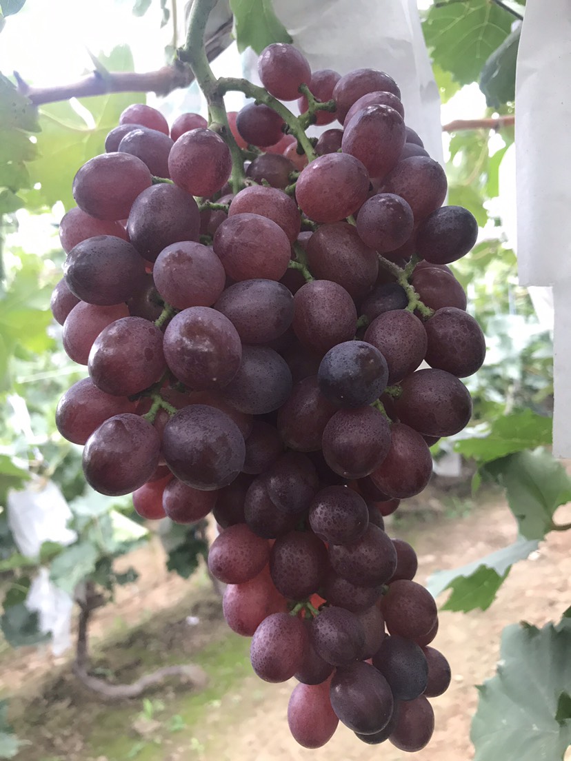红宝石葡萄 5%以下 1次果 1.5- 2斤