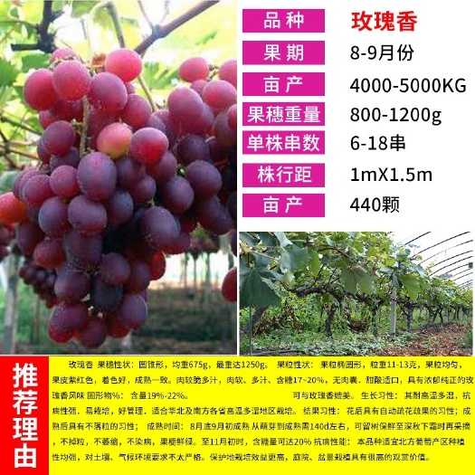 平邑县玫瑰香葡萄苗 成活率高 当年结果