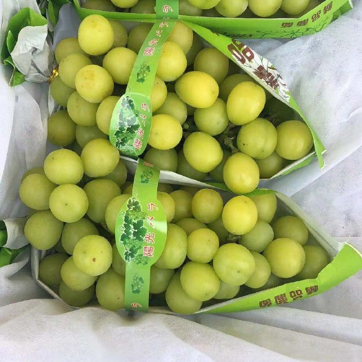 大荔县阳光玫瑰 1-1.5斤 5%以下 1次果
