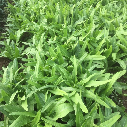 北京 美国无斑油麦菜
