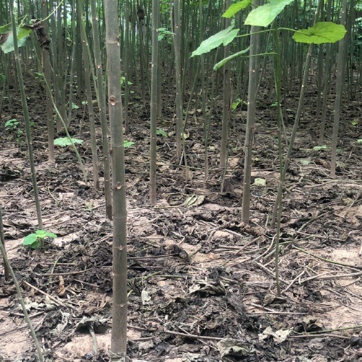 商丘泡桐规格从3到7公分50万棵
