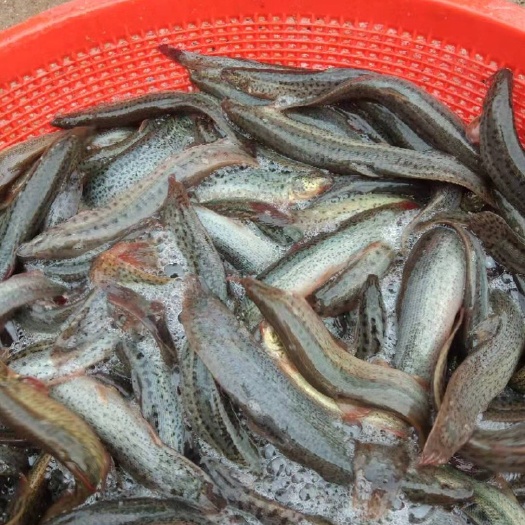 黄泥鳅 黄板鳅出售，尺寸匀称，口感细腻
