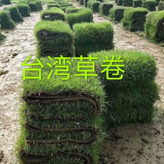 广州 广东绿化基地主营：大叶草、草、夏威夷、兰引三号、马尼拉
