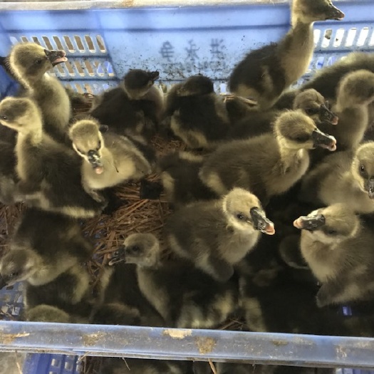 阳江 常年供应广东阳江大白沙鹅苗